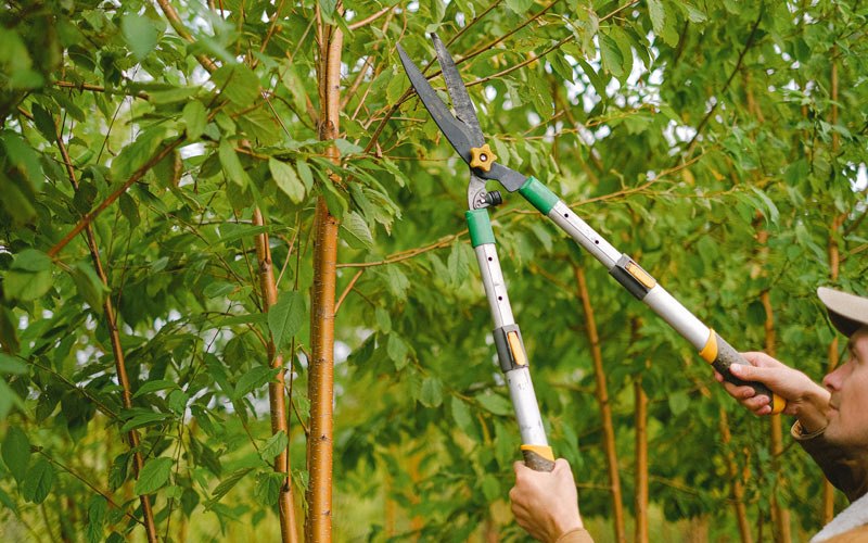 Tree trimming in Vesuvius, VA