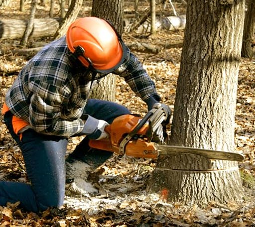 Tree Removal in Vesuvius, VA